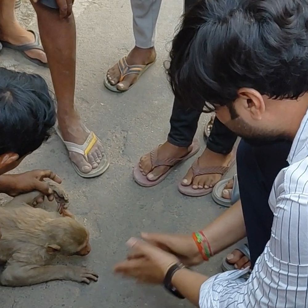 फर्रुखाबाद में बंदर को लगा करंट, लोगों ने बचाया:15 मिनट तक थपथपाया, होश आने पर लगे ‘जय श्री राम’ के नारे