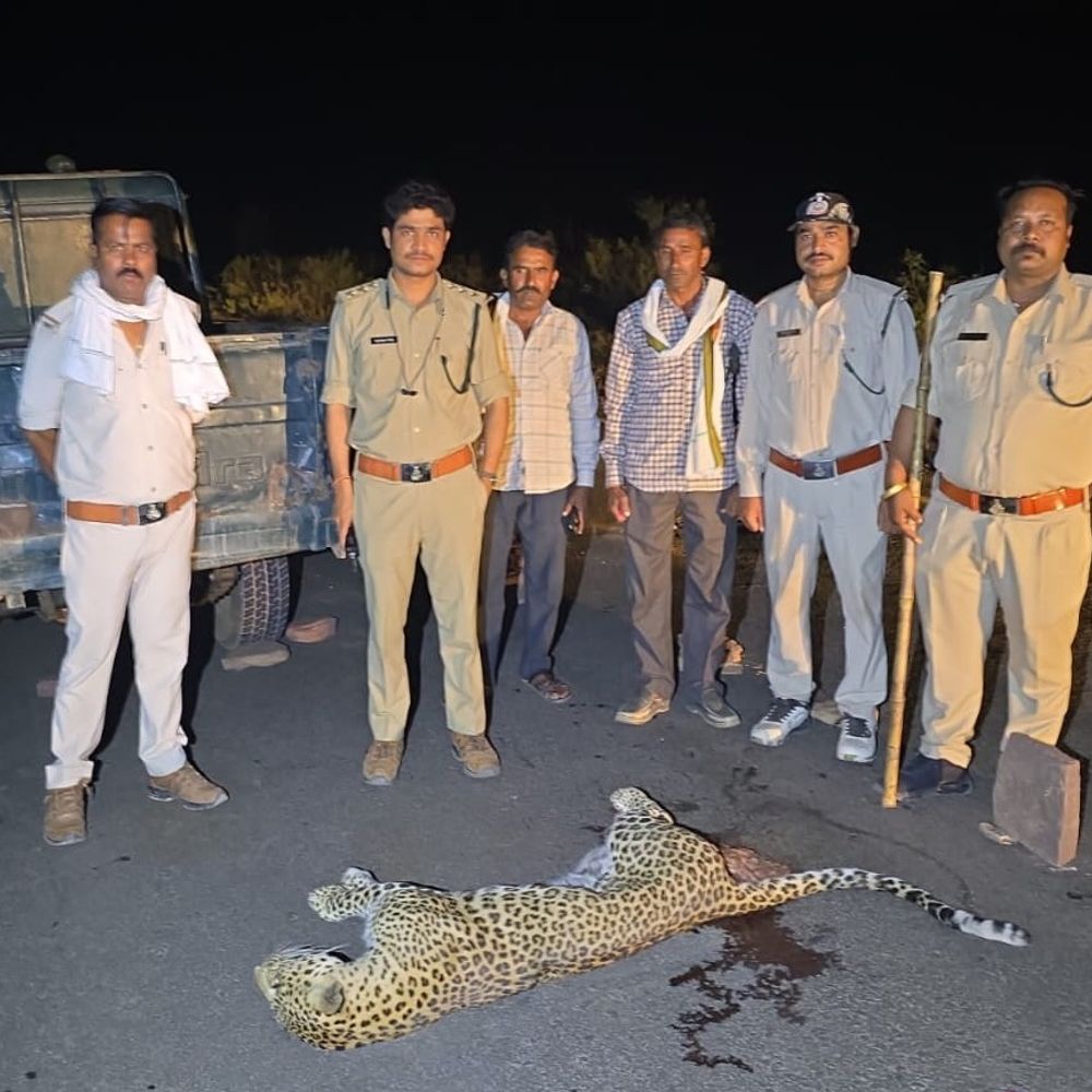 पन्ना हाईवे पर तेंदुए की मौत:अज्ञात वाहन की टक्कर से हुई मौत, वन विभाग जांच में जुटा