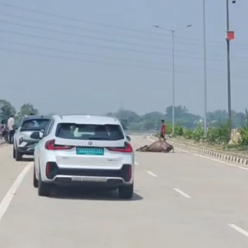 भारतमाला-मार्ग पर मृत मवेशी रख वाहन चालकों से लूट:उरगा-बिलासपुर मार्ग पर पूर्व पार्षद की बेटी से भी अवैध वसूली की कोशिश, कार्रवाई की मांग