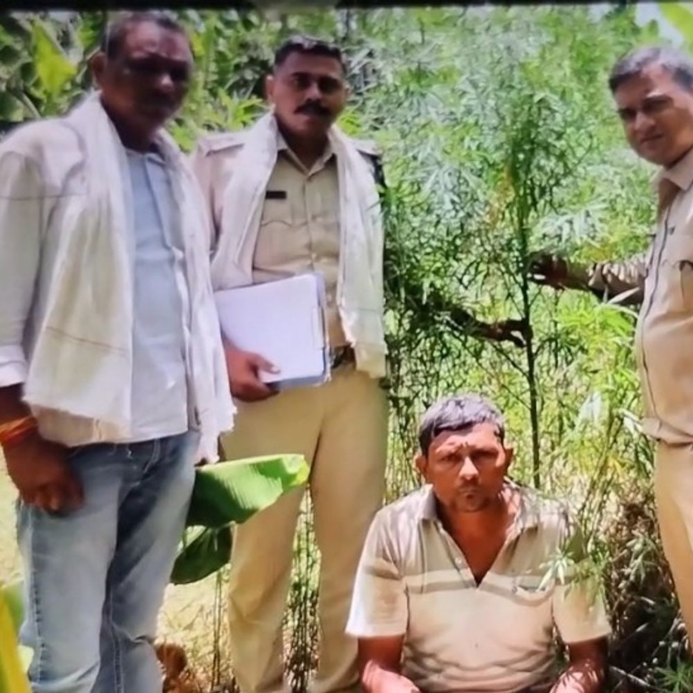 बुरहानपुर में केले के खेत में गांजे की खेती पकड़ी:शाहपुर में 10.5 किलो गांजे के पौधे जब्त, एक गिरफ्तार