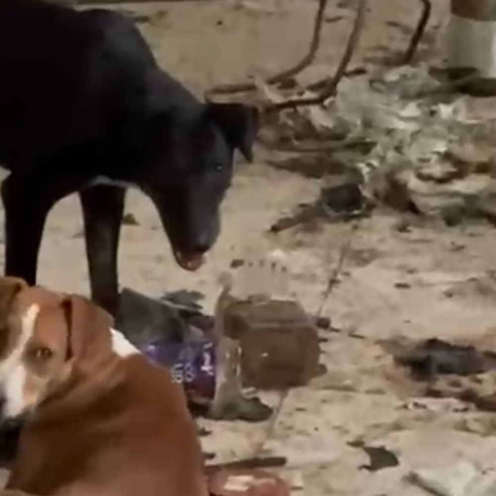 सहरसा सदर अस्पताल में लापरवाही, पोस्टमार्टम रूम में घुसे कुत्ते:विसरा से छेड़छाड़ का वीडियो वायरल, सिविल सर्जन ने दिए जांच के आदेश