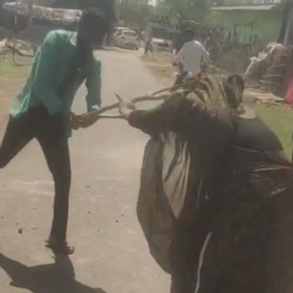 पन्ना में जेठ ने बहू को लाठियों से पीटा, VIDEO:आरोपी गिरफ्तार, बच्चों के बीच हुए मामूली विवाद के बाद महिला से की मारपीट