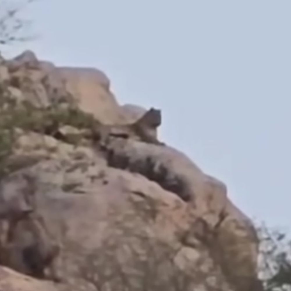 ठीकरदा पहाड़ी पर दिखा लेपर्ड, ग्रामीणों में दहशत:रामगढ़ विषधारी टाइगर रिजर्व के पास वन विभाग ने जारी किया अलर्ट