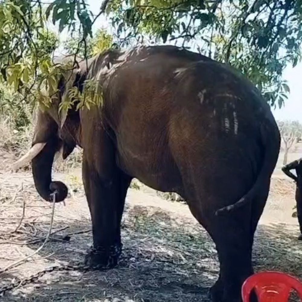 4 लोगों की मौत का जिम्मेदार हाथी का रेस्क्यू:बांधवगढ़ टाइगर रिजर्व भेजा गया, अनूपपुर-शहडोल सीमा पर जमा रखा था डेरा