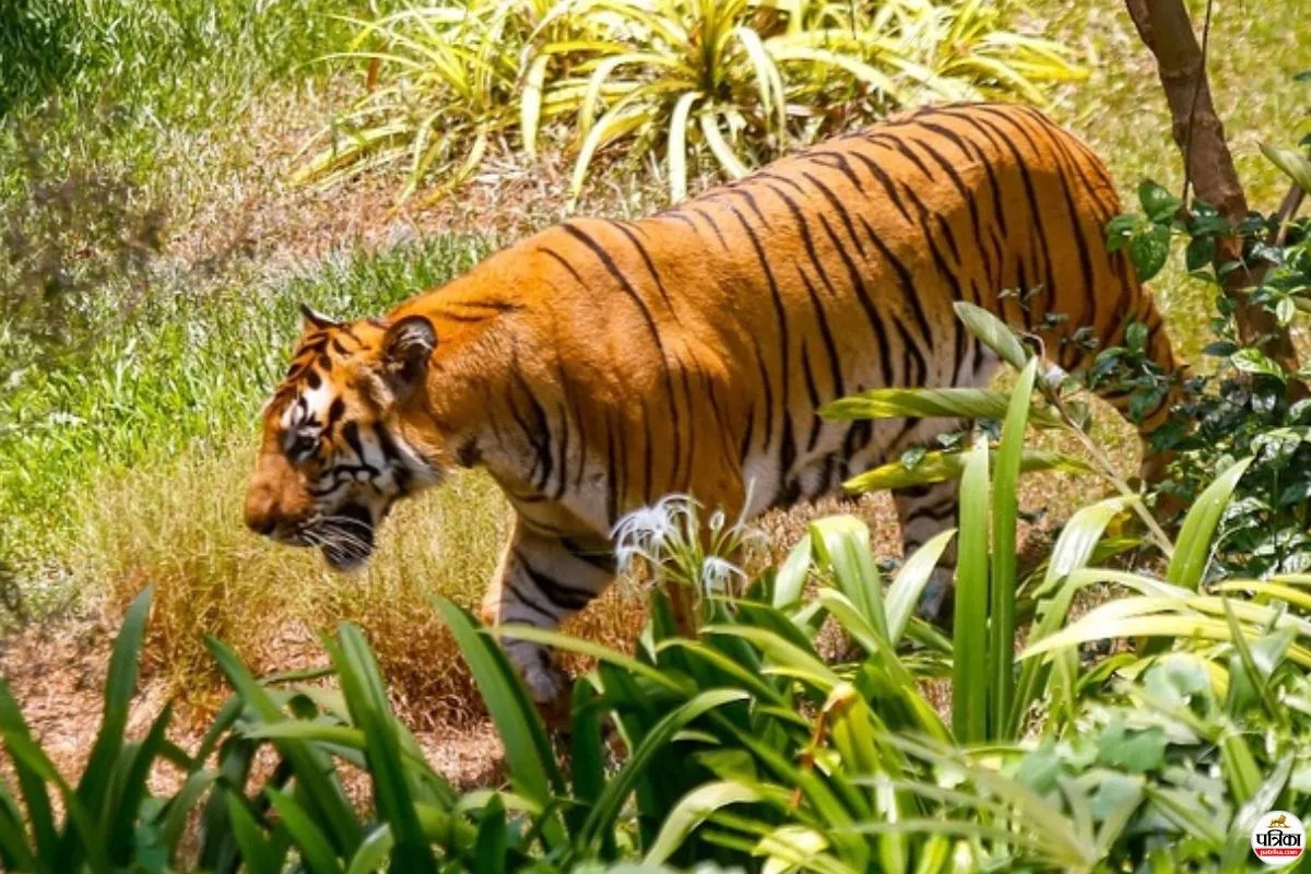 Tiger Attack: चंद्रपुर में तेंदूपत्ता तोड़ने गईं 13 महिलाओं पर बाघ का हमला, 4 की मौके पर मौत