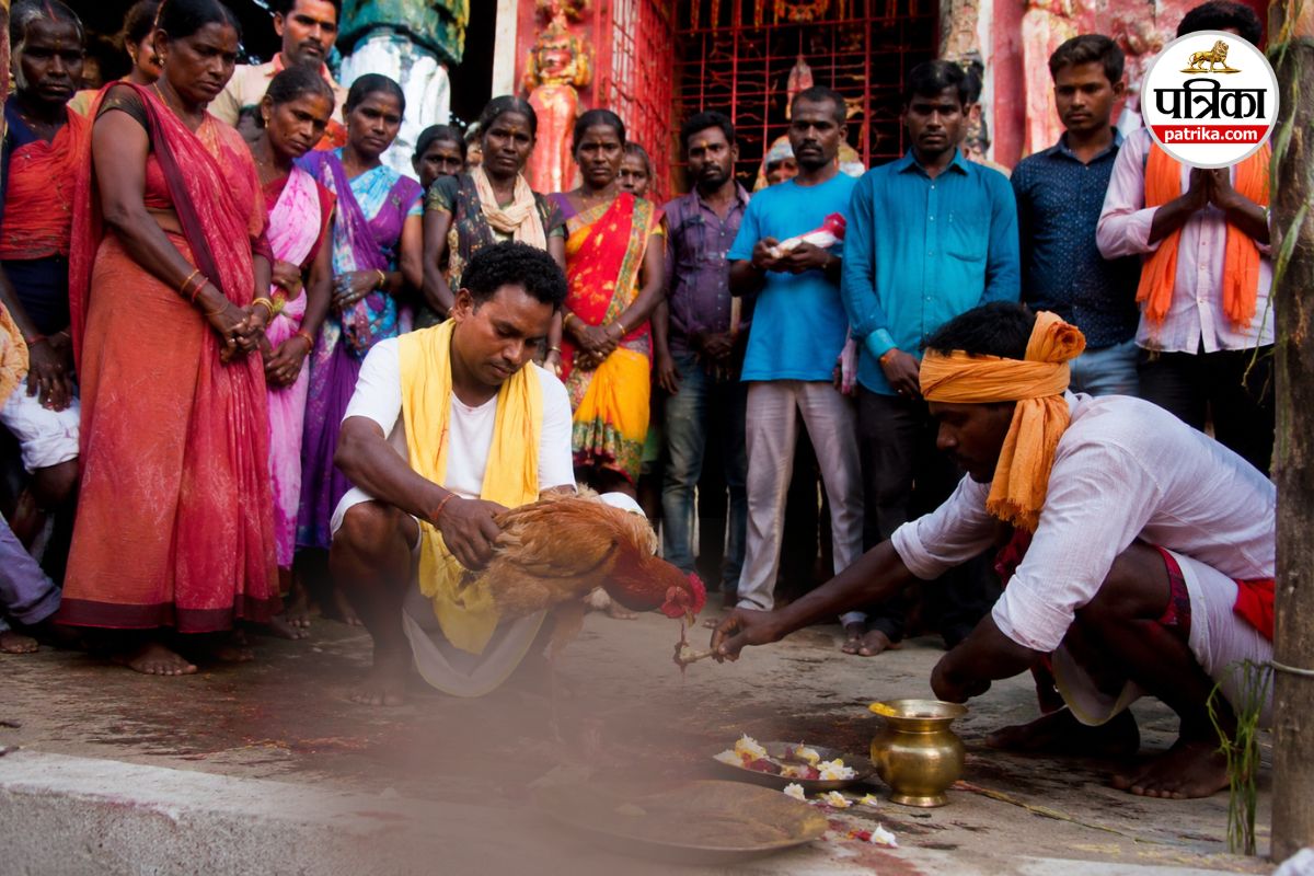 डोंगरगढ़ में गढ़ माता की पूजा के बाद दी गई मुर्गे की बलि, आदिवासी समाज में आक्रोश