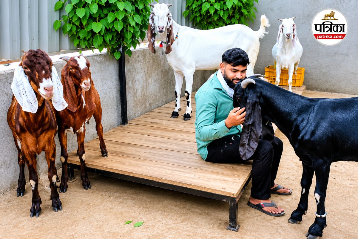 Bakrid 2026: बकरीद से पहले रायगढ़ में ‘शाही बकरों’ का जलवा, डेढ़ लाख तक में बिक रहे खास नस्ल के बकरे
