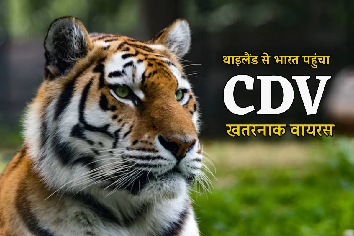 थाइलैंड से भारत के जंगलों में पहुंचा Killer Virus, टाइगर स्टेट में 9 दिन में 5 बाघों की मौत से हड़कंप