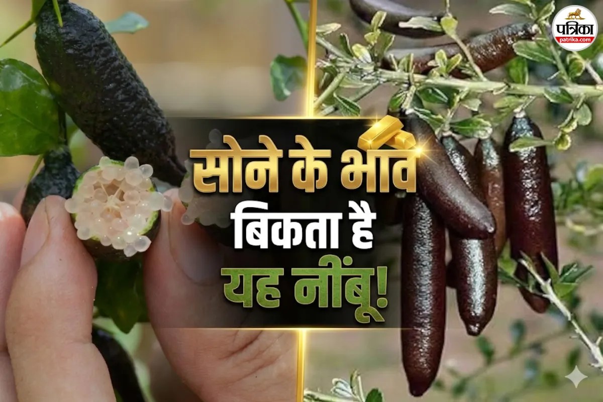 किचन में नहीं, तिजोरी में रखने लायक है यह नींबू! जानें क्यों है इसकी इतनी डिमांड