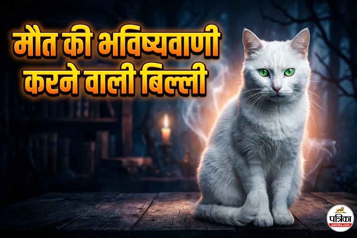 यमराज की सवारी या कुदरत का करिश्मा? मिलिए उस बिल्ली से जो बताती है किसकी मौत कब होगी