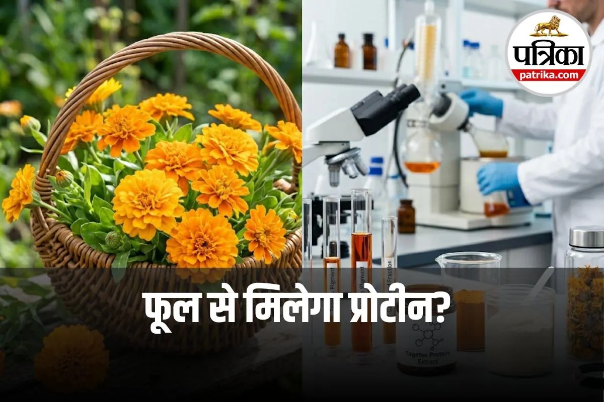Marigold Protein: गेंदें के फूल में मिला 27% तक प्रोटीन, नई स्टडी में खुलासा, जानिए कैसे कर सकते हैं यूज