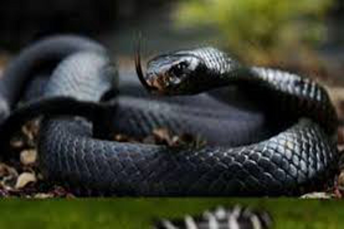 Snake Bite: साथ सो रहे मासूम बेटे को करैत सांप ने डसा तो मां ने हाथ से उठाकर फेंका, 2 बच्चों की मौत