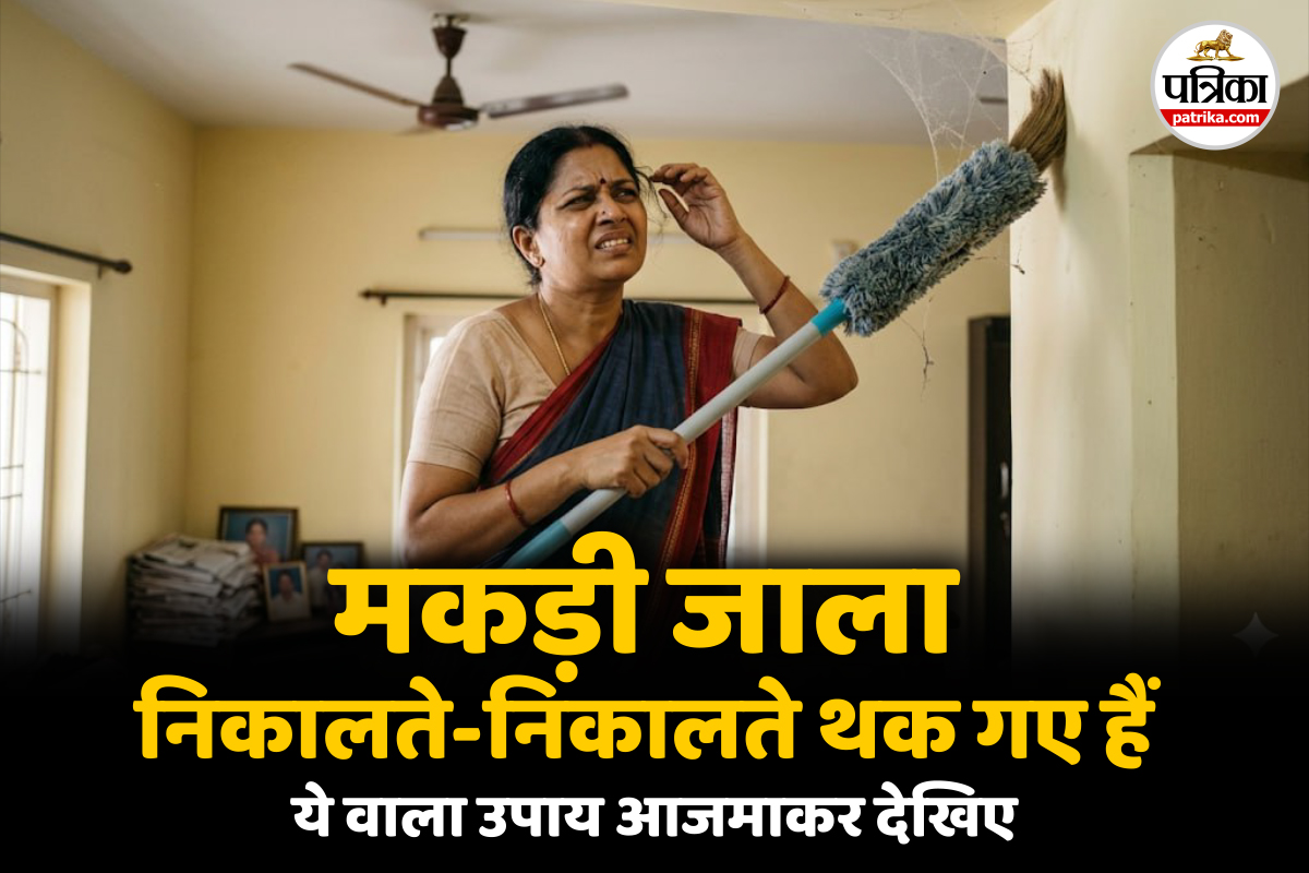 Spider Free House : वैज्ञानिक रिसर्च का दावा; पुदीने से मिनटों में घर से भगाएं मकड़ियां, जानिए कैसे