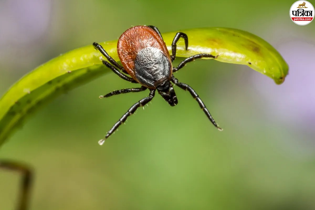 क्या भारत में भी बढ़ रही है Tick Borne Disease, फिजिशियन से जानें लक्षण और बचाव के उपाय