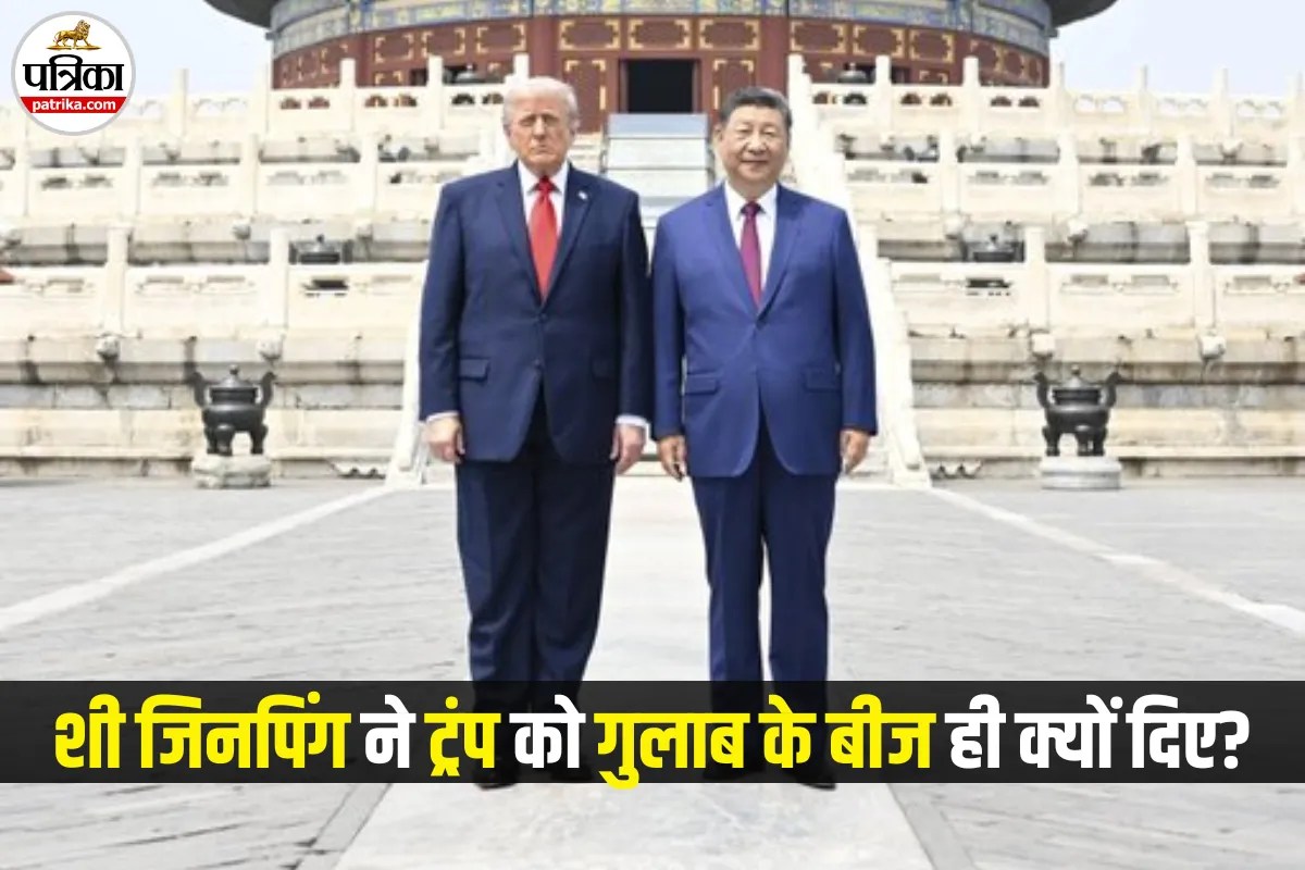 China Rose : फूल नहीं, शी जिनपिंग ने ट्रंप को दिए ‘गुलाब के बीज’, इस डिप्लोमैटिक गिफ्ट के पीछे क्या है राज?