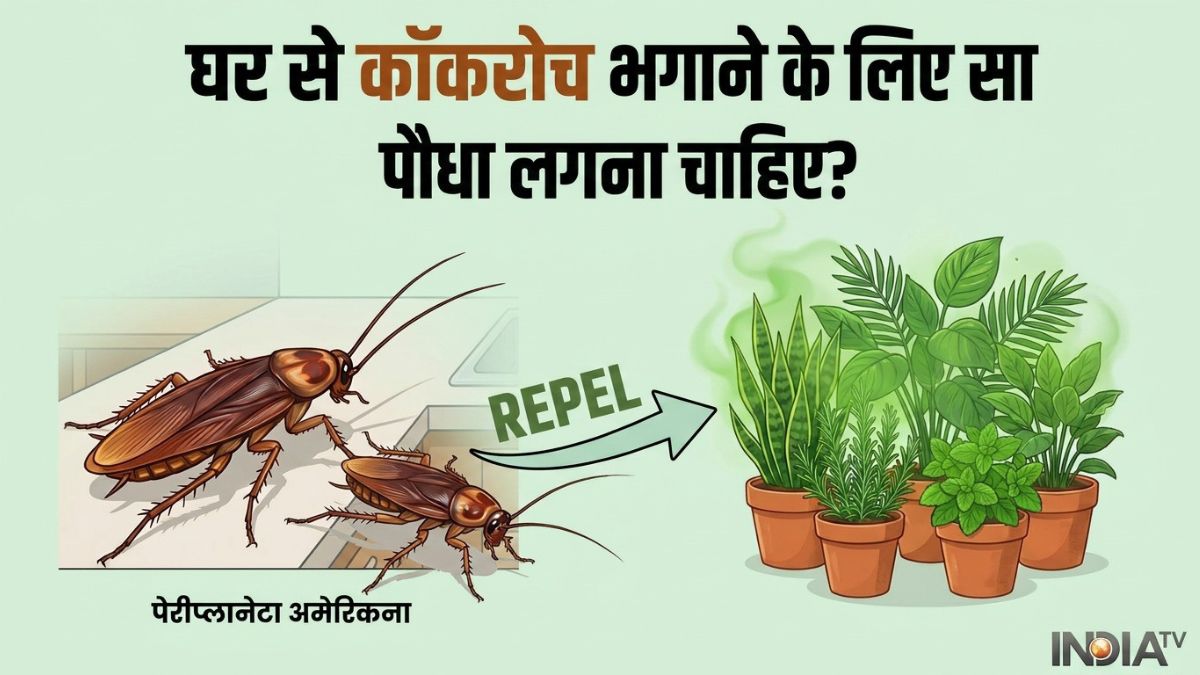 घर से कॉकरोच भगाने के लिए कौन सा पौधा लगाना चाहिए?