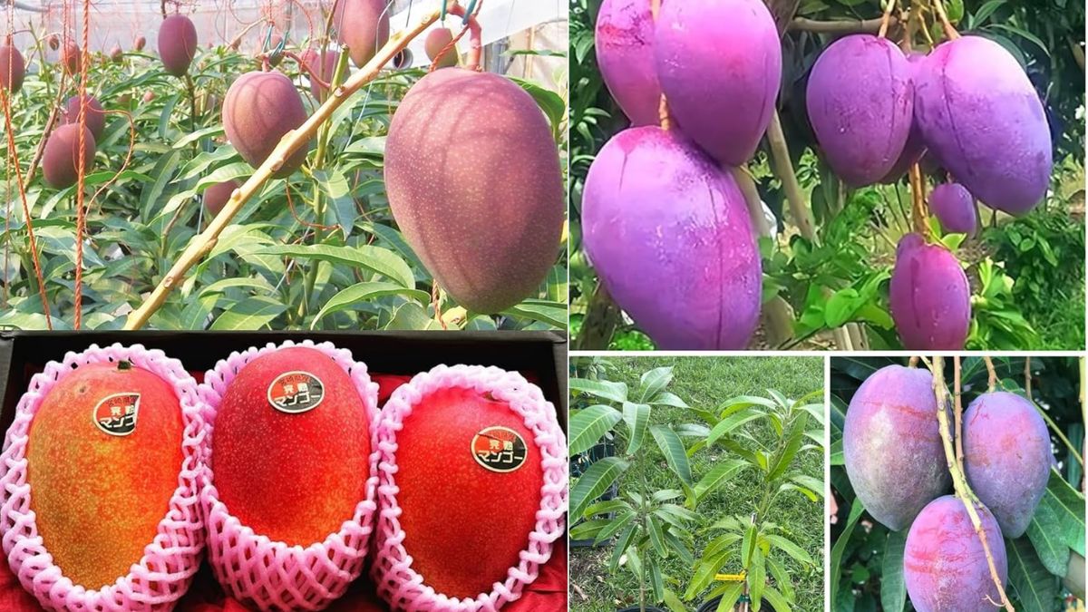 शहद से भी ज्यादा मीठा है दुनिया का सबसे महंगा आम, कीमत लाखों में, जानें इस Mango की खासियत