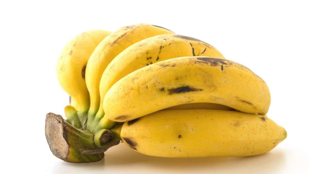 प्राकृतिक रूप से पके केले की पहचान कैसे करें? इस ट्रिक से देखते ही लगा सकेंगे पता
