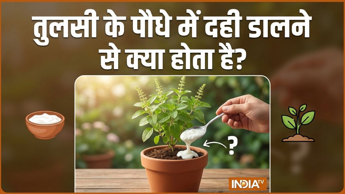तुलसी के पौधे में दही डालने से क्या होता है? यहां जानें