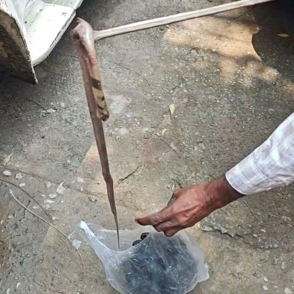 कटिहार में 19 वर्षीय युवती को सांप ने डसा:परिजन अस्पताल लेकर पहुंचे ; एंटी स्नेक वेनम से बची जान