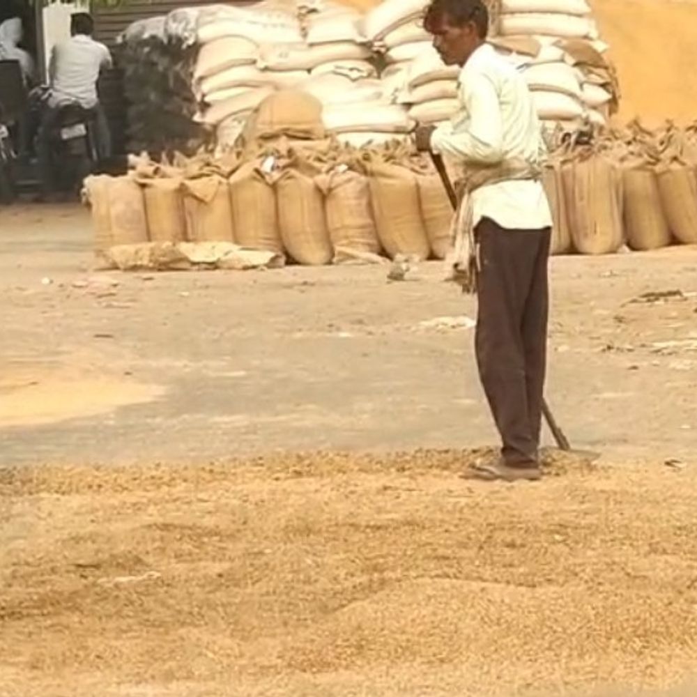 नूंह में सड़े हुए गेहूं को खपाने का गोरखधंधा:बढ़िया अनाज में मिला रहे मजदूर; किसानों से हो रहा धोखा, अधिकारी मौन