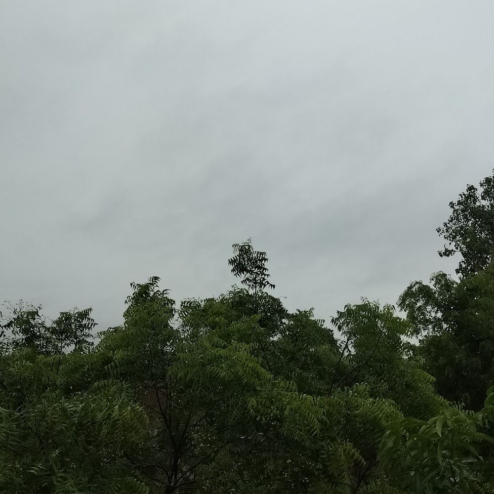 अयोध्या में तेज आंधी के साथ बारिश:कई स्थानों पर पेड़ गिरे, बिजली गुल, आम की फसल को नुकसान