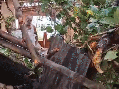 भागलपुर में आंधी से घर की छत पर गिरा पेड़:मलबे के नीचे दबने से युवक की मौत, पत्नी और चार बच्चे घायल