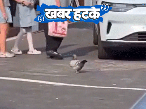 खबर हटके- पिटते प्रेमी को बचाने मंडप से भागी दुल्हन:फास्ट फूड खाकर कबूतर ने वजन बढ़ाया, उड़ना मुश्किल; ChatGPT से IPL टिकट बनाकर ठगी