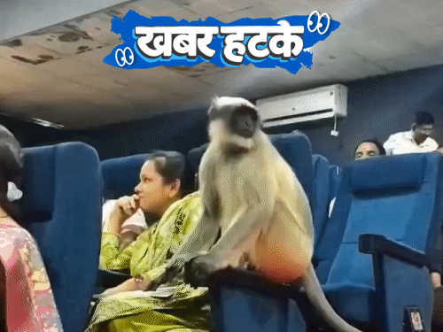 खबर हटके- सरकारी हथनियों को भगा ले गए जंगली हाथी:गर्मी से तालाब का पानी उबला, 1 क्विंटल मछलियां मरीं; जनगणना ट्रेनिंग लेने पहुंचा बंदर