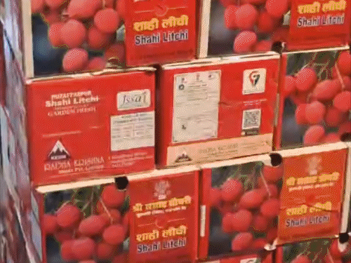 राष्ट्रपति, पीएम और अमित शाह चखेंगे शाही लीची का स्वाद:मुजफ्फरपुर से खास वैन से भेजी जा रही 2000 पैकेट लीची, एक महीने तक रहेगी ताजी