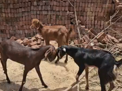 कोडरमा में एक बकरा 1.10 लाख रुपए में बिका:बकरीद में तोतापरी बकरों की बढ़ी मांग, वजन बढ़ाने के लिए खिलाते हैं काजू किशमिश भी