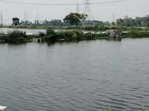 बरौनी डेयरी के पानी से 100 एकड़ उपजाऊ जमीन बर्बाद:किसानों की जमीन हो रही बंजर, आंदोलन की चेतावनी; डीएम ने दिया कार्रवाई का भरोसा