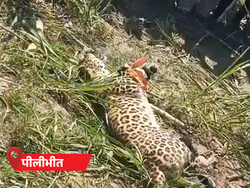 मुरादाबाद में तेंदुआ चकमा देकर अपने बच्चों को ले गई:पीलीभीत में लोगों ने कपड़े से पैर बांधे; UP में बढ़ रहा तेंदुए का आतंक