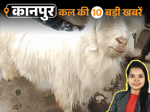 कानपुर की कल की 10 बड़ी खबरें, VIDEO में:80 लाख का गांजा पकड़ा, सपा नेता इरफान सोलंकी पर केस; बकरीद पर मुर्गा खाने वाला बकरा देखिए