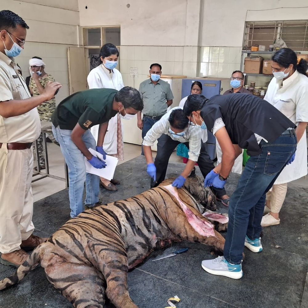 उमरिया के BTR में बाघ की संदिग्ध मौत:जबलपुर में पोस्टमार्टम रिपोर्ट में पेट खाली मिला; सैंपल का इंतजार