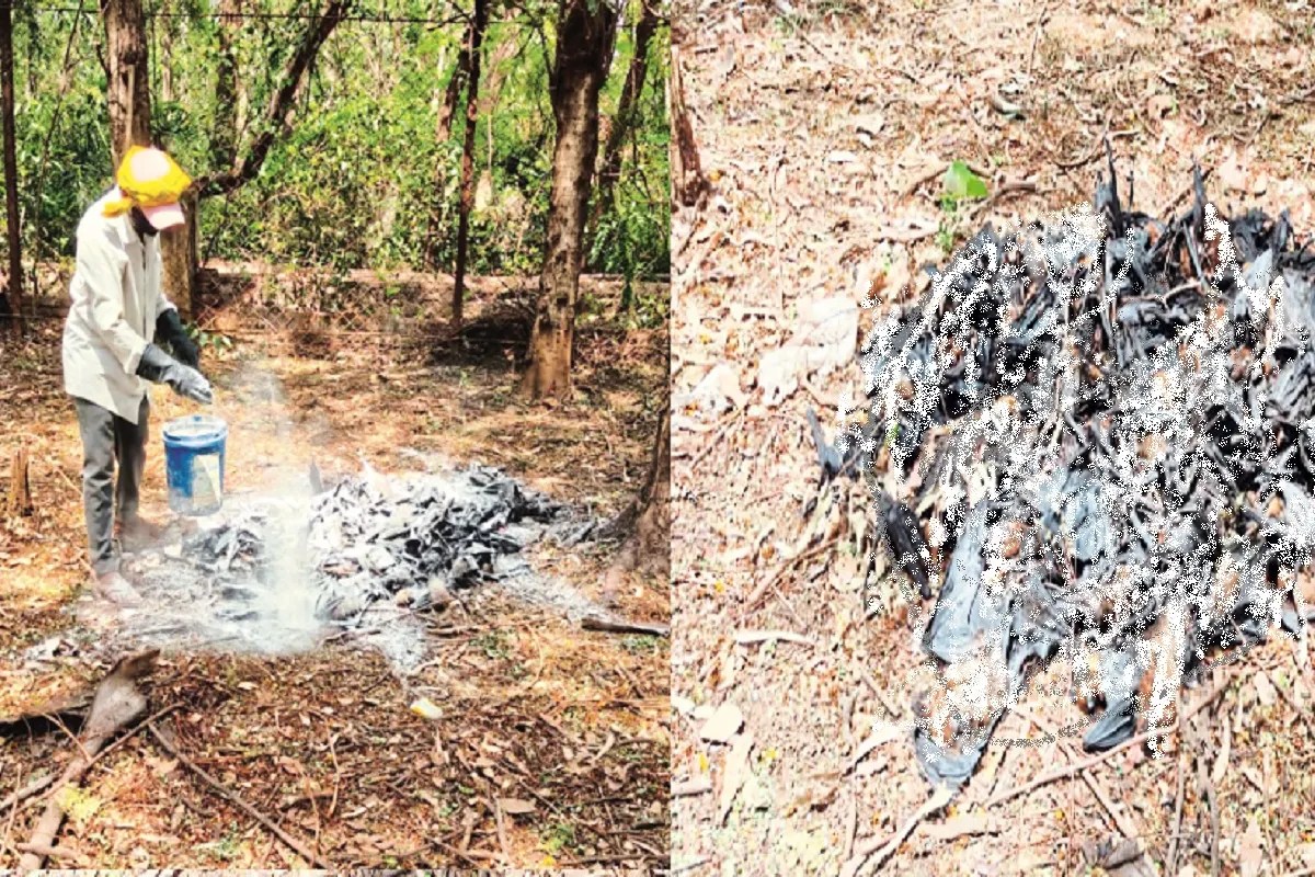 Chhattigarh News: बालोद में रोजाना 300 चमगादड़ों की मौत, 5 दिनों से जारी है सिलसिला, बदबू से लोग परेशान