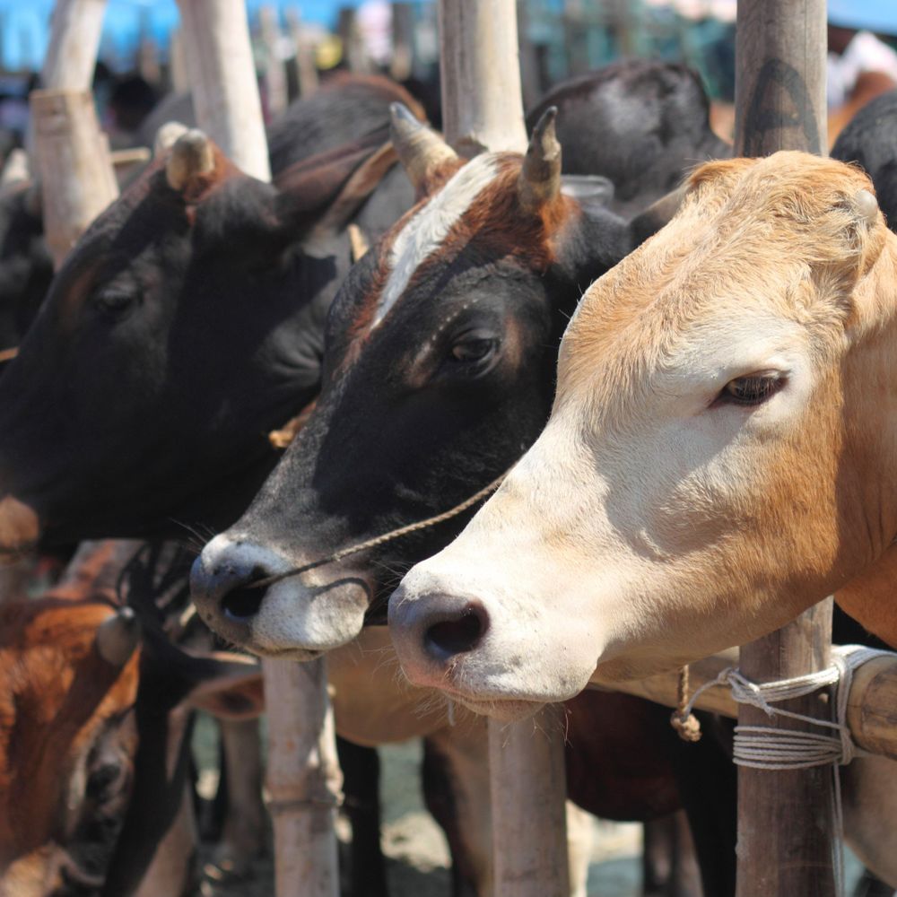 बंगाल में गायें काटने पर रोक, सार्वजनिक बूचड़खाने भी बंद:सुवेंदु सरकार 75 साल पुराना कानून लाई; जानवर काटने से पहले डॉक्टर फिटनेस सर्टिफिकेट देगा