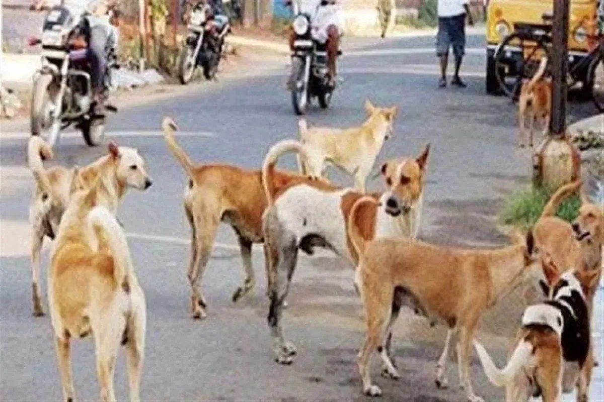 ‘सार्वजनिक जगहों से हटाए जाएंगे कुत्ते’, सुप्रीम कोर्ट का आया बड़ा फैसला, नहीं बदला अपना पुराना आदेश