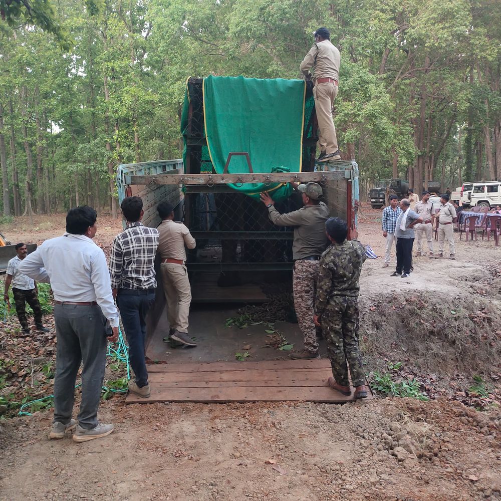 उमरिया में हाथी E-5 को रेस्क्यू कर जंगल में छोड़ा:बांधवगढ़ की खितौली रेंज में रिलीज; सैटेलाइट कॉलर से होगी निगरानी
