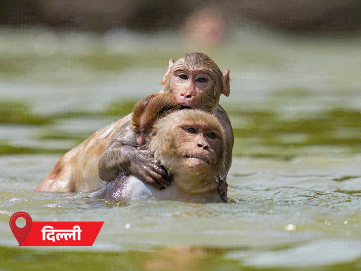 एमपी-राजस्थान समेत 6 राज्यों में पारा 46°C के पार:बांदा सबसे गर्म, 47.6°C पारा; अगले 6 दिन भीषण गर्मी, 10 राज्यों में लू का अलर्ट