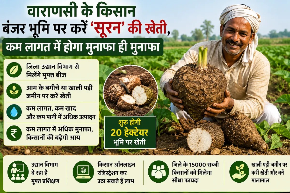 बंजर भूमि पर यह सब्जी लगाकर करें कमाई, वाराणसी उद्यान विभाग ने की पहल, जानें कैसे उठाएं लाभ