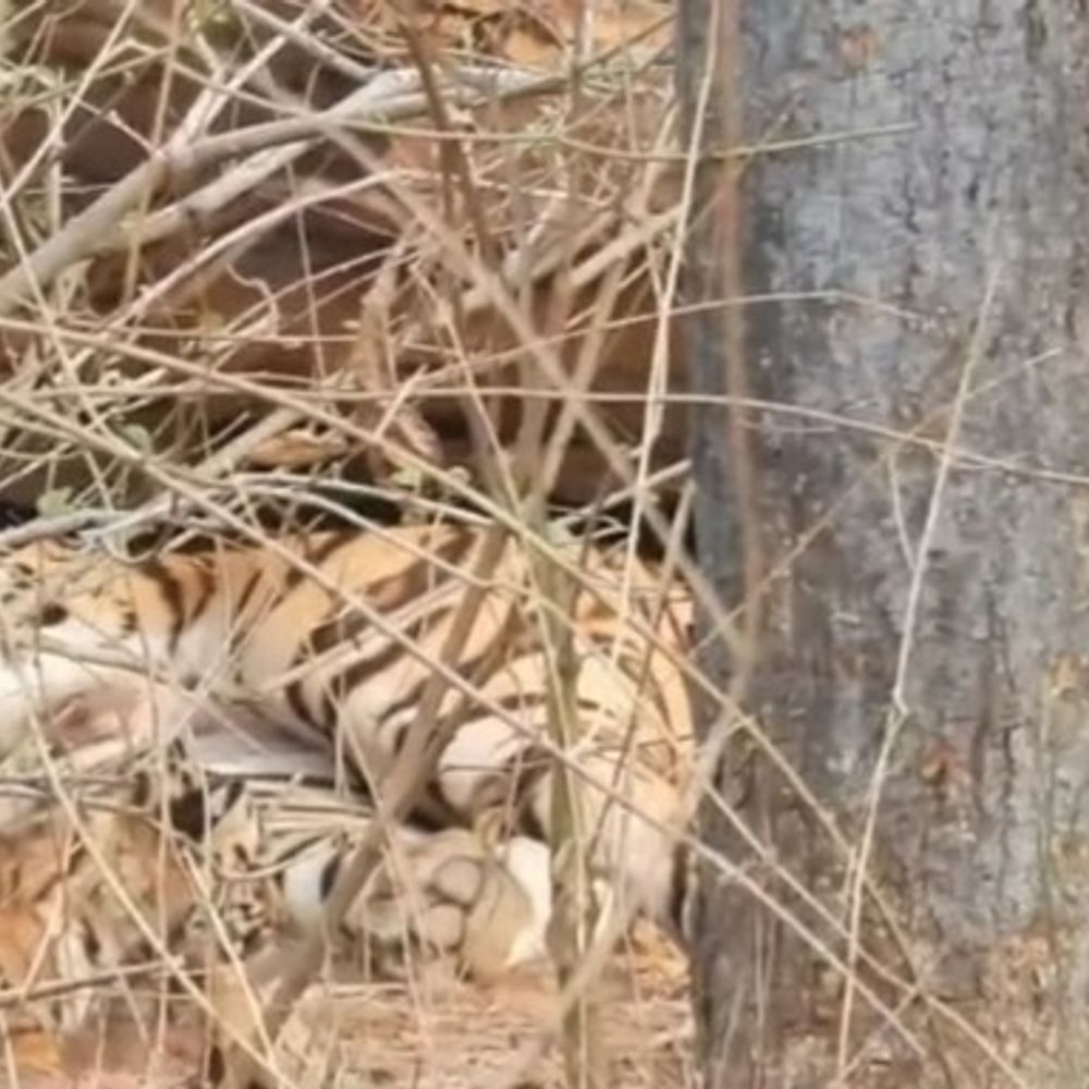 वीरांगना टाइगर रिजर्व में बाघिन-N6 ने 4शावकों को दिया जन्म:बच्चों संग गुफा के पास दिखी; 1 साल पहले पेंच से लाई गई थी बाघिन