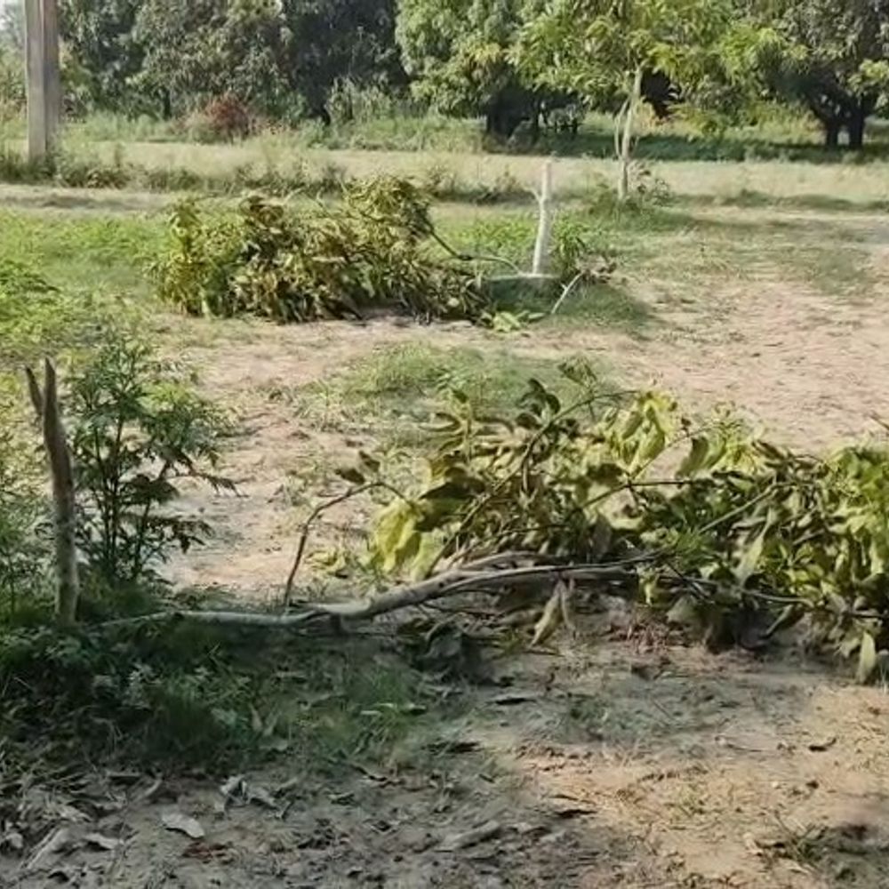 समस्तीपुर में उपद्रवियों ने बगीचे में घुसकर काटे 55 पेड़:पीड़ित किसान बोले- 5 साल की मेहनत बेकार हो गई, पुलिस बोले- कड़ी कार्रवाई की जाएगी