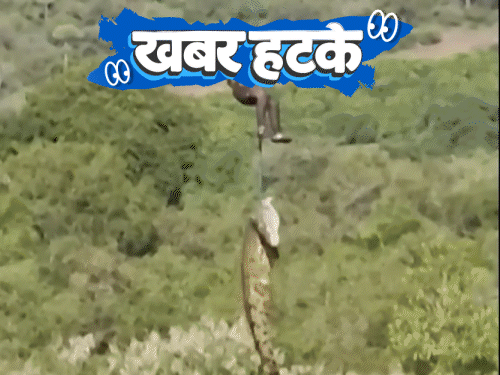 खबर हटके-प्रेमिका को वश में करने चिता से हड्डियां चुराईं:आदमी निगलने के शक में मगरमच्छ गिरफ्तार; मॉडल बनी संगमरमर की मूर्ति
