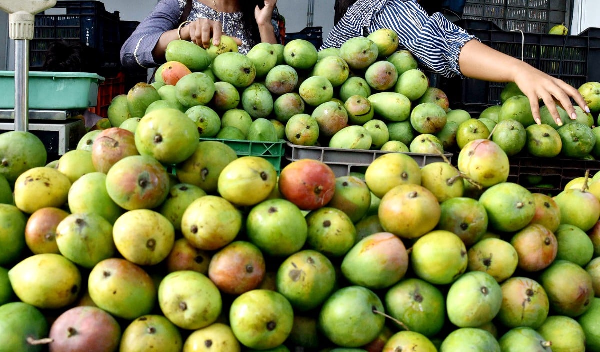 Japan Mango Ban | भारतीय आमों को बड़ा झटका! जापान ने एक्सपोर्ट सेंटर्स पर कीट-नियंत्रण में कमियां मिलने के बाद लगाया बैन