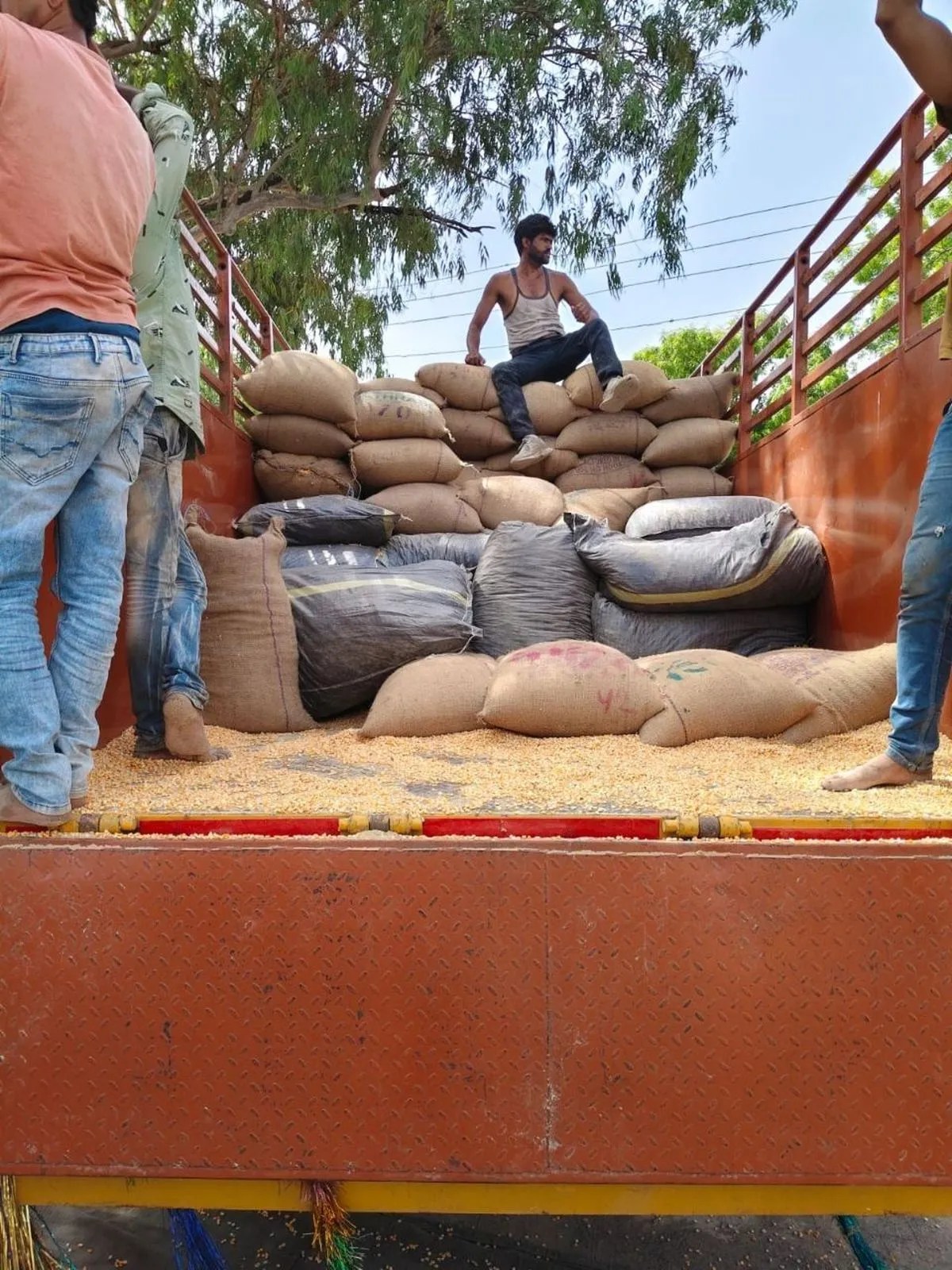 सीबीएन ने 17 क्विटंल डोडाचूरा के साथ दो तस्करों को पकड़ा