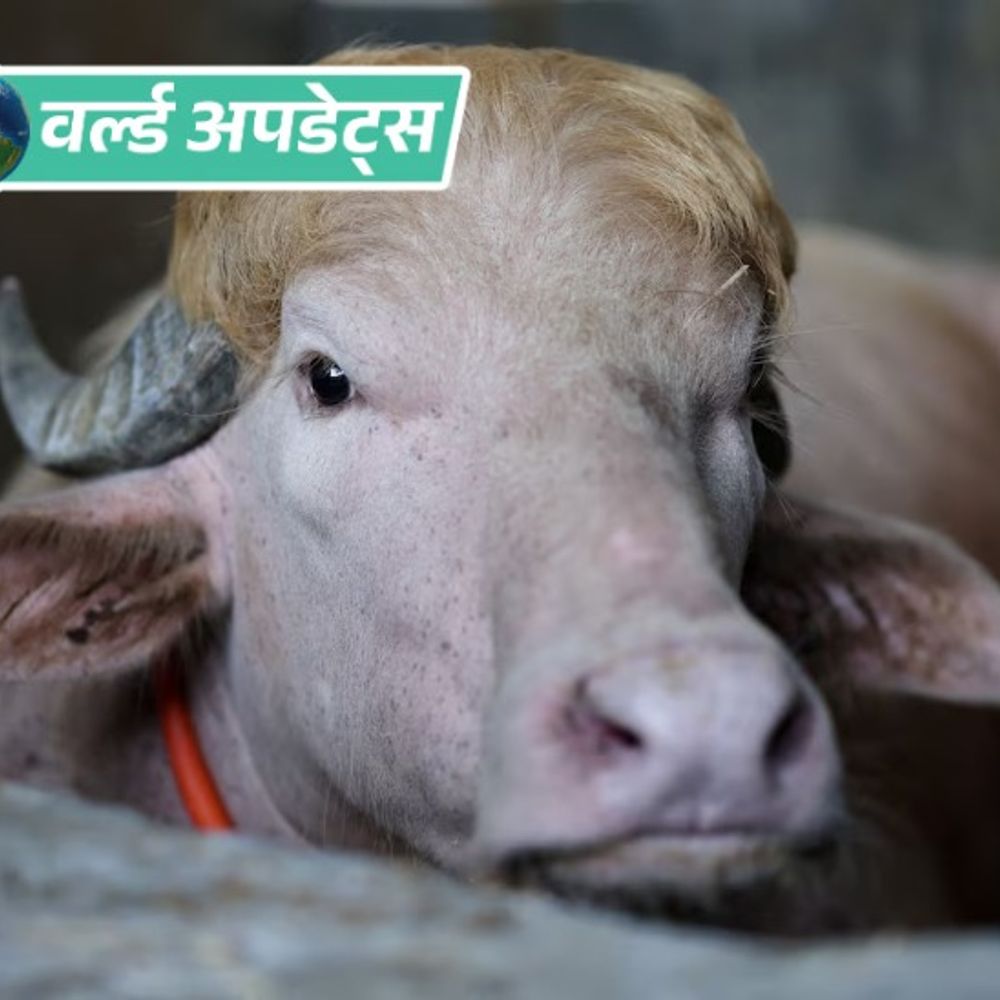 वर्ल्ड अपडेट्स:बांग्लादेश में ट्रम्प नाम के भैंसे की कुर्बानी पर रोक, नेशनल जू भेजा गया