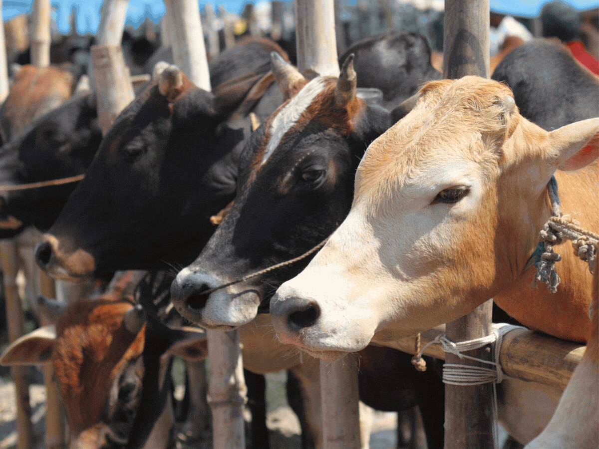 कलकत्ता हाईकोर्ट ने कहा-बकरीद पर गाय की कुर्बानी जरूरी नहीं:बंगाल में पशु वध नोटिस पर रोक से इनकार; हुमायूं कबीर बोले- कुर्बानी देंगे