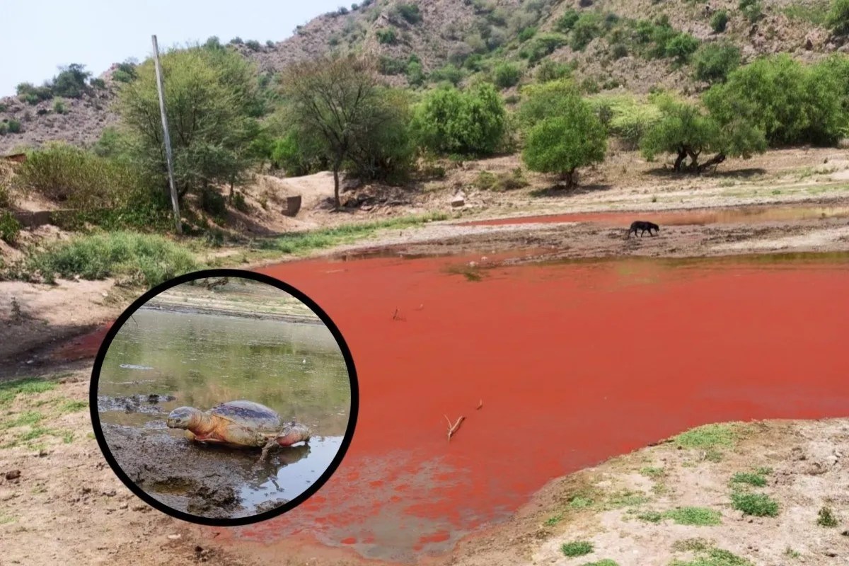अलवर: गांव में मौत का ‘लाल’ पानी: जोहड़ में रहस्यमयी तरीके से बदल रहा है रंग, ग्रामीणों में दहशत