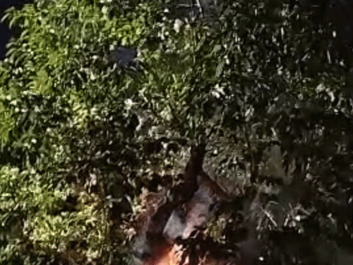नगीना में बैंक्विट हॉल के पास पेड़ जला, VIDEO:हाईवे किनारे उठीं आग की ऊंची लपटें, दमकल टीम ने पाया काबू